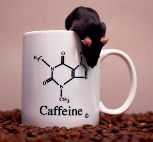 Cafeína_modelo_animal
